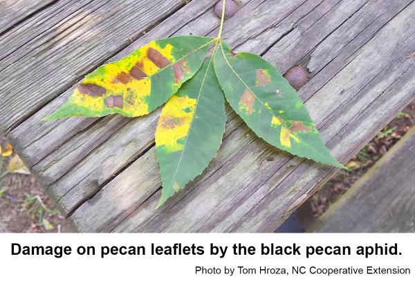 Black pecan aphids cause yellow spot